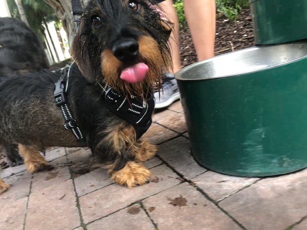 Images Pawfect Pals Miami