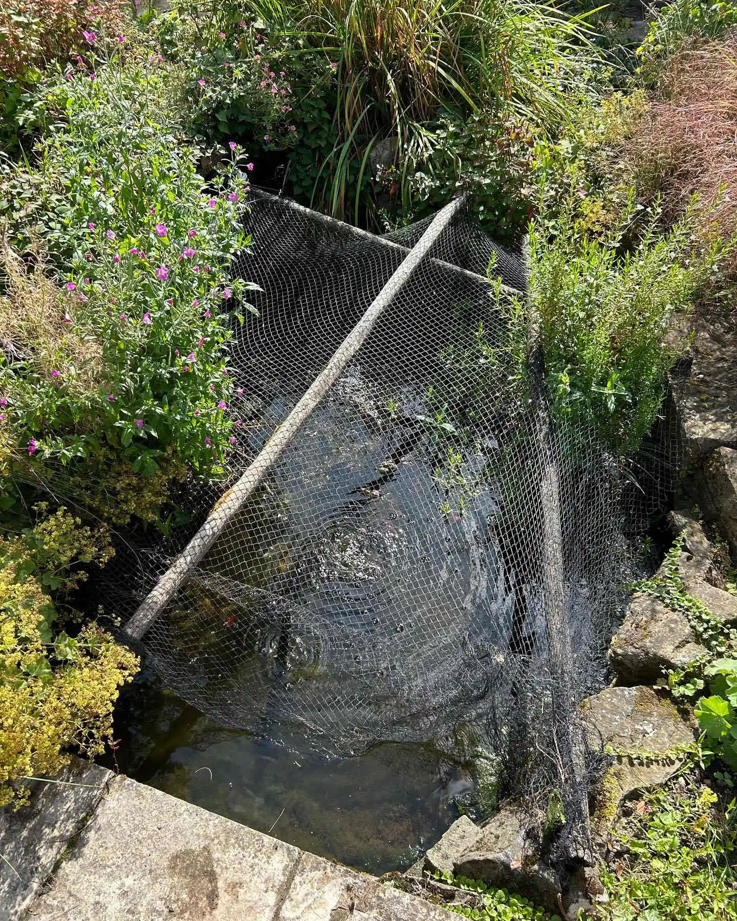 Images SJH Ponds & Aquariums