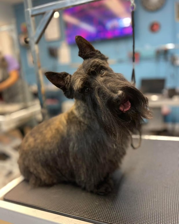 Images San Diego Grooming Academy