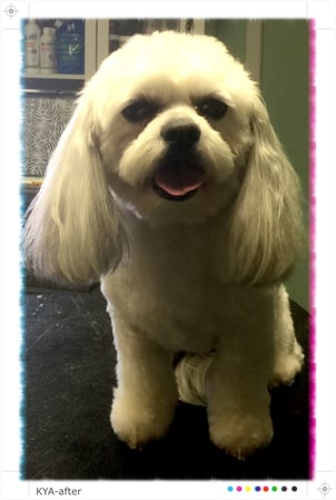 Images 4 Pawz Mobile Spa
