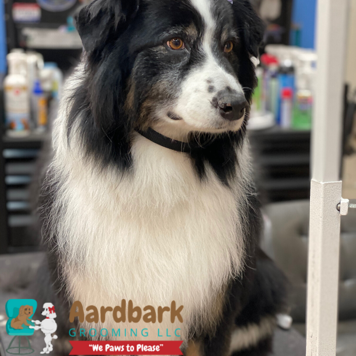 Aardbark Grooming Photo