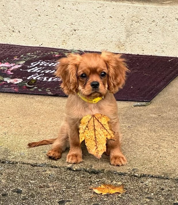 Images Judy's Cavaliers