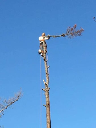 Images Am/Pm Tree Service, Inc.