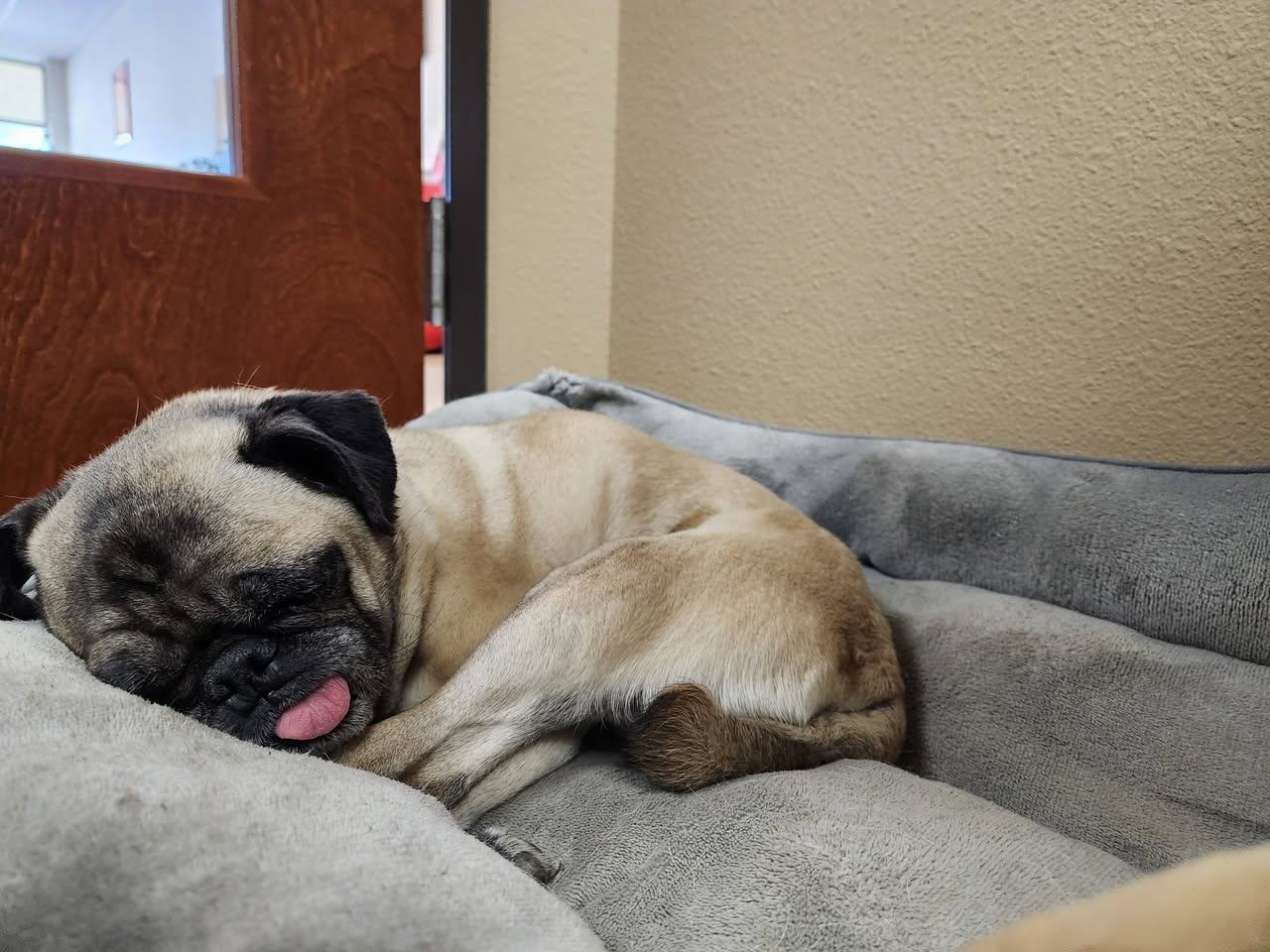 Today's Team Member Spotlight shines on Theo, our longest-serving employee and a cherished part of our family. Loyal, valued, and often caught napping on the clock, Theo could not be bothered to wake up for this post.