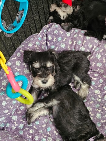 Images A'Lord Miniature Schnauzer
