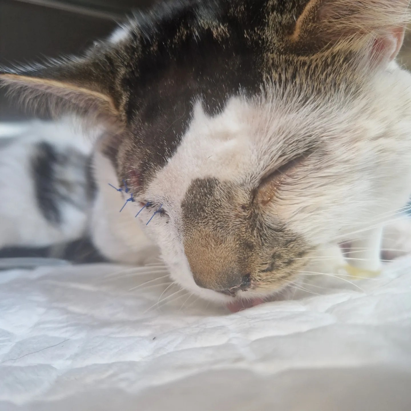 Images Streatham Hill Veterinary Surgery