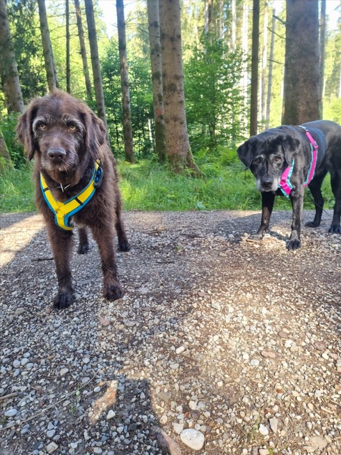 Tinas HuSchu in Baierbrunn