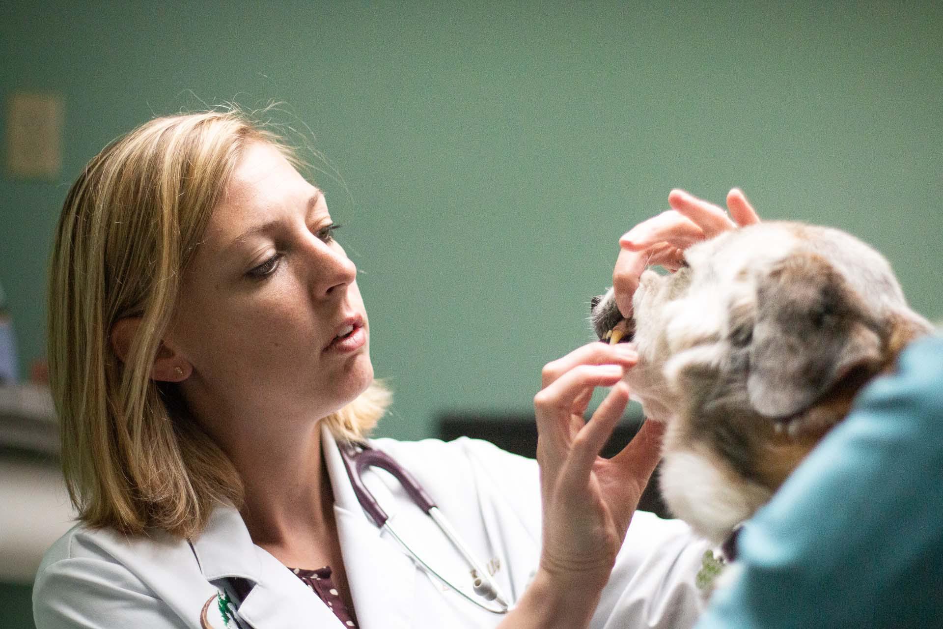 Part of your pets physical includes an oral exam. Did you know dental disease is about more than doggy breath, it’s about your pet’s complete health! Oral bacteria puts pets at risk for painful teeth and gums, and more serious issues like organ damage.