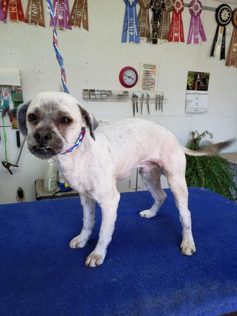 Images Happy Tails Groom & Board