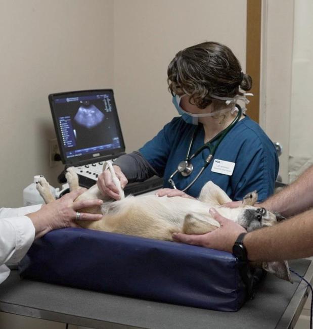 Images VCA Montgomery Road Animal Hospital