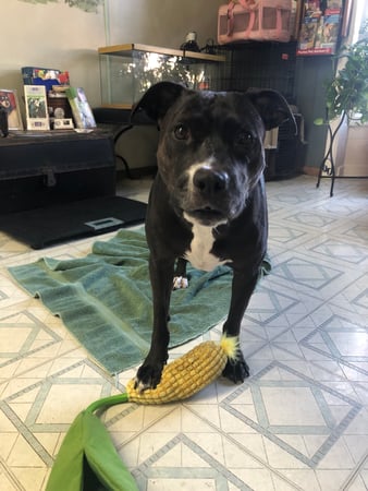 Images Melrose La Brea Animal Hospital