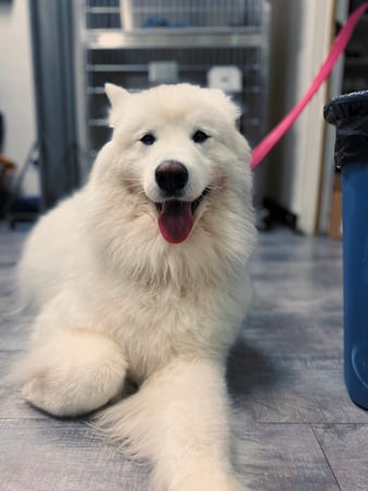 Images VCA McClave Animal Hospital
