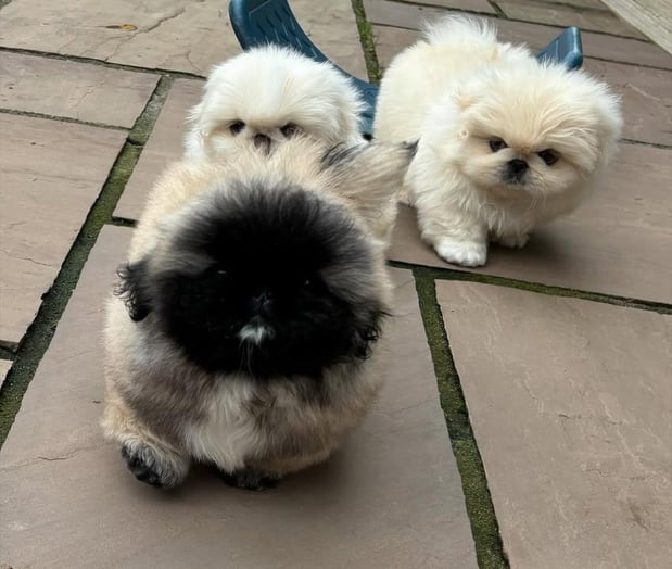 Images Puppies For Sale