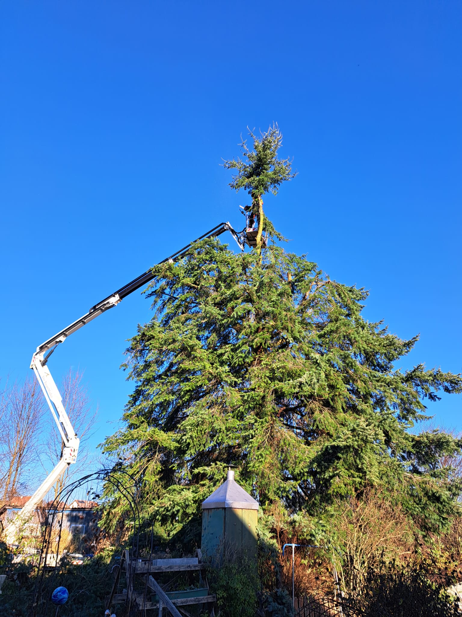 Bild 6 von Roman Mader Der Baummader