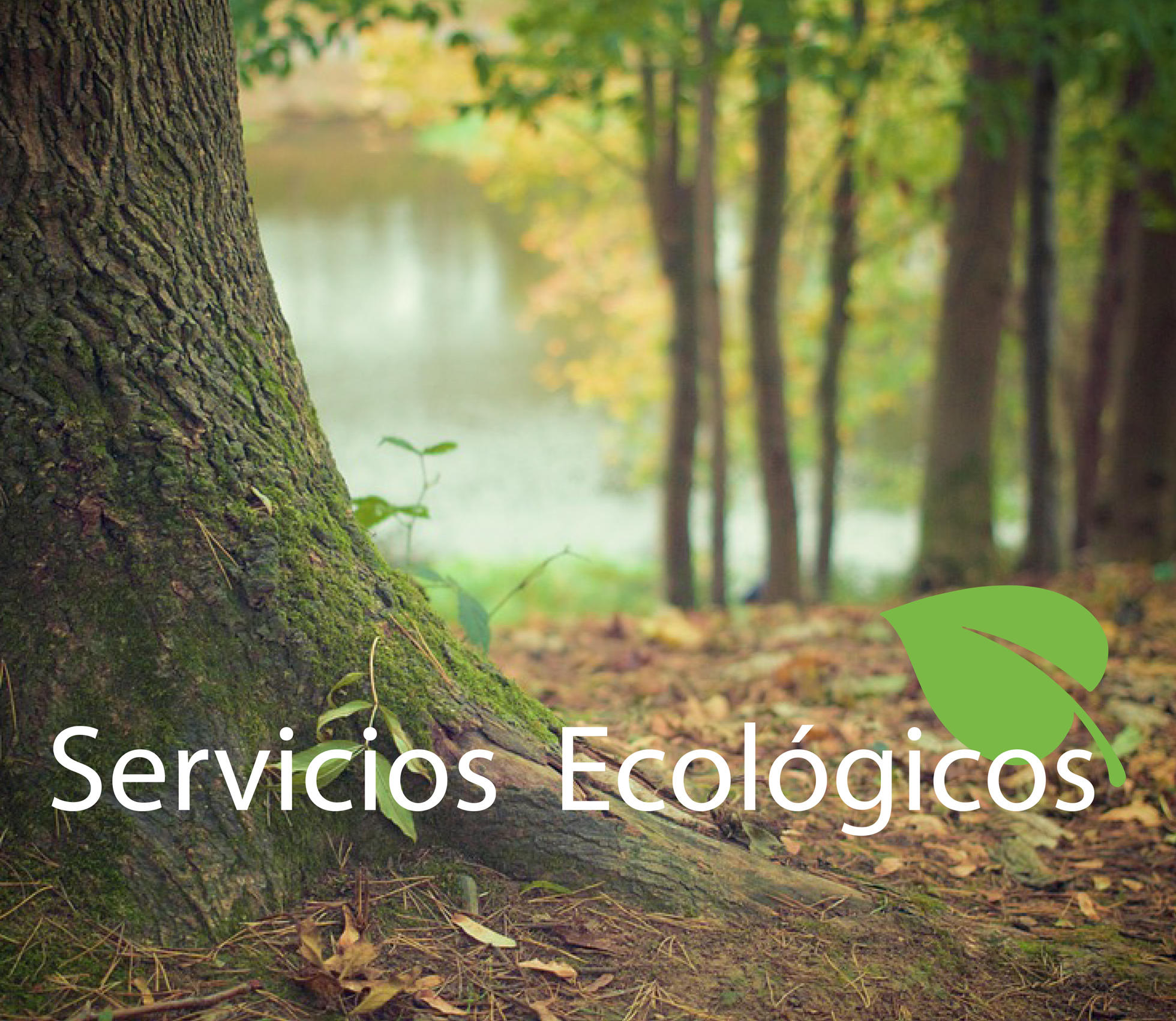 Images Denor Control de Plagas