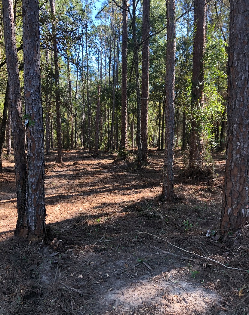 forestry mulching