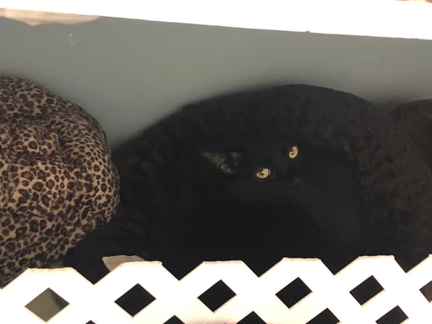 Images Melrose La Brea Animal Hospital