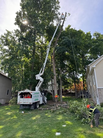 Images ER Tree Services LLC