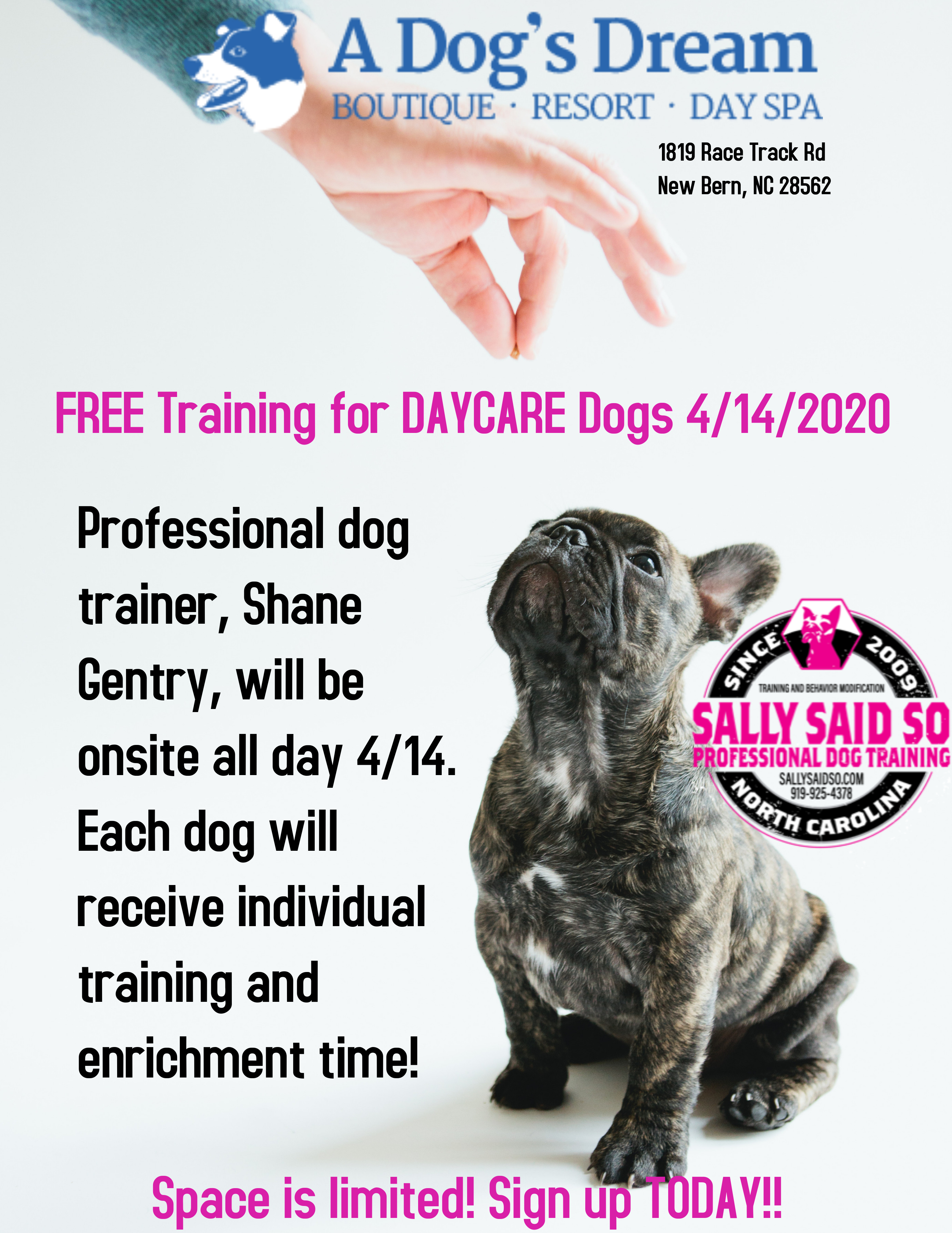 Free Dog Training A Dog's Dream