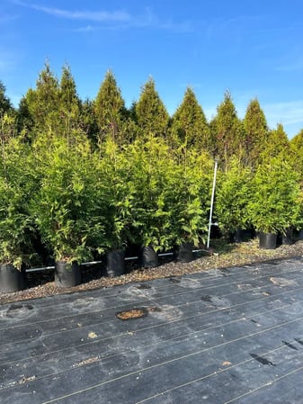 Images Jerry's Lawn & Tree Care