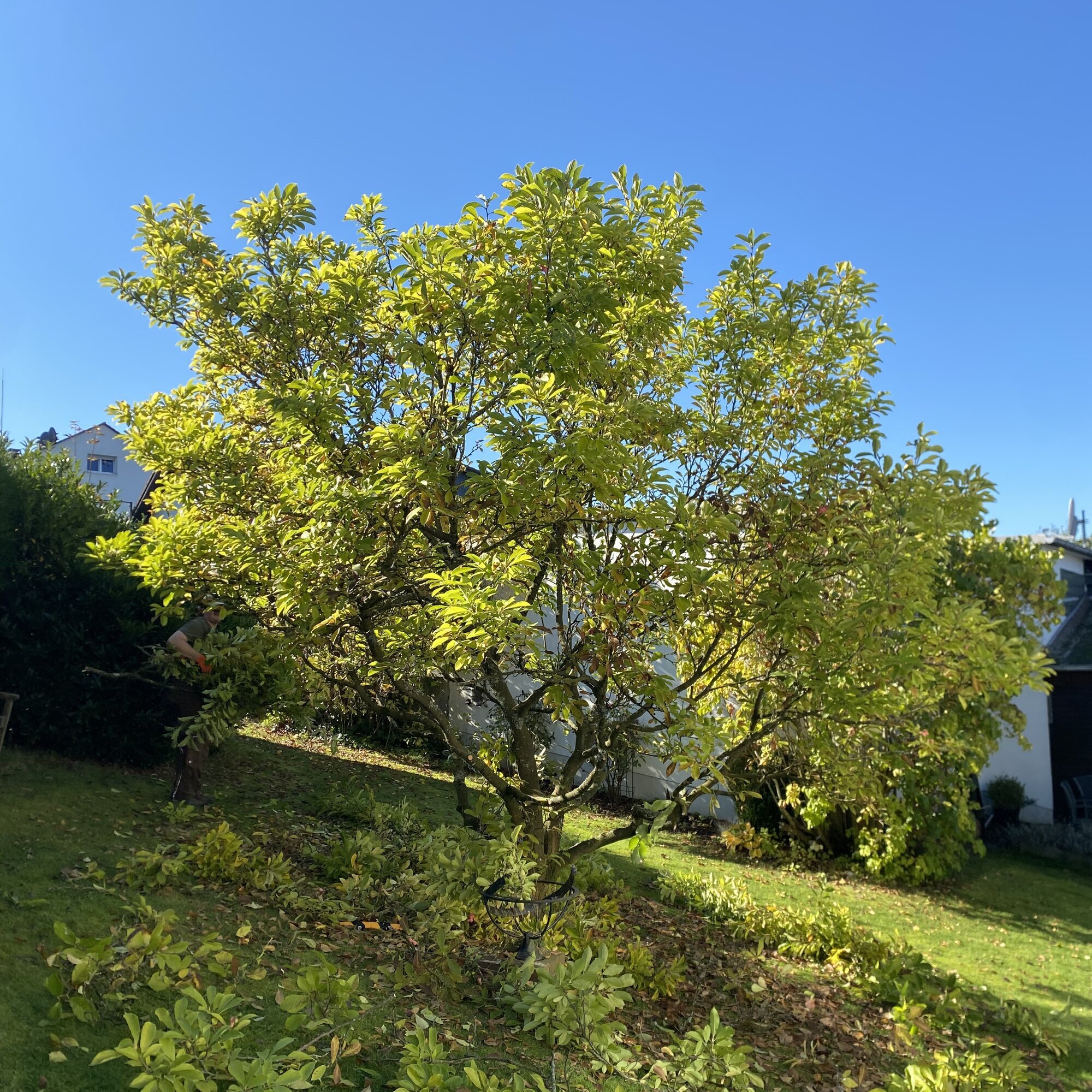 Baumdienst Behan, Im Winkel 22 in Schalksmühle