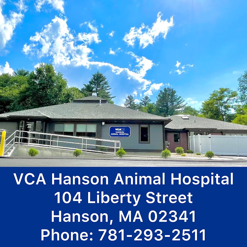 Image 3 | VCA Hanson Animal Hospital