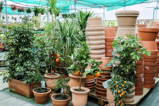 Images Vivaio Avagliano Piante