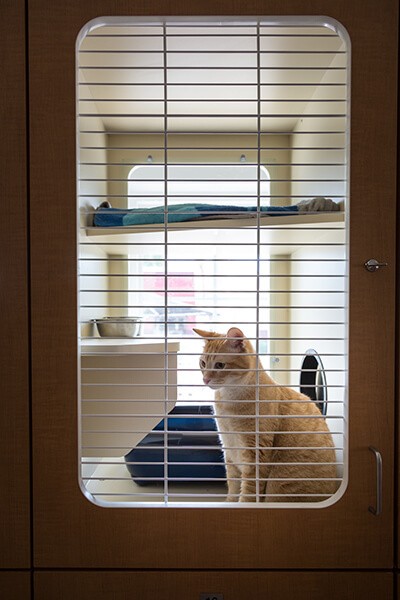 Cat relaxing in luxury boarding suite