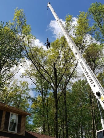 Images L&M Tree Service