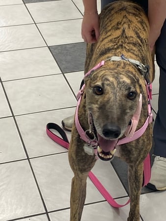 Images VCA Preston Park Animal Hospital