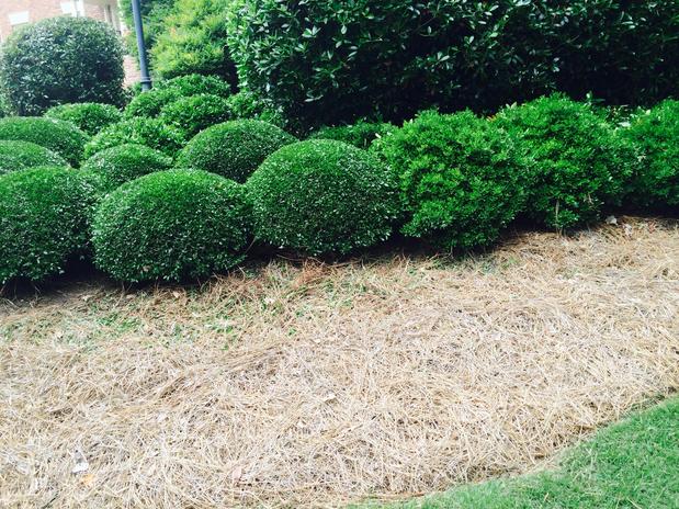 Images L-Chavez Landscaping Services