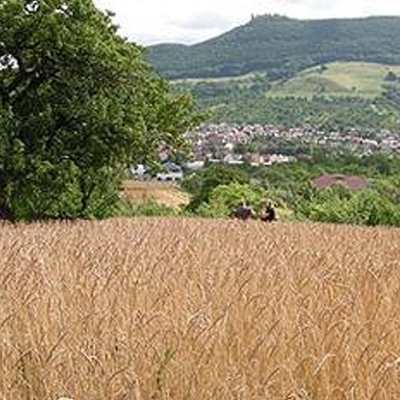 SCHOLDERBECK GmbH & Co. KG, Carl-Benz-Straße 53 in Weilheim