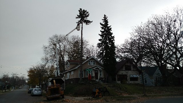Images A Cut Above Tree Service
