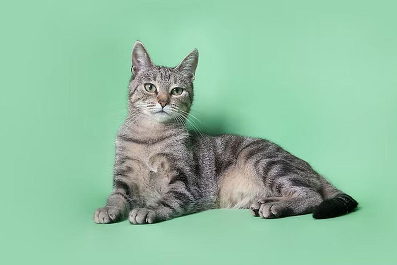 Images Veterinærvakta I Ål og Hol AS