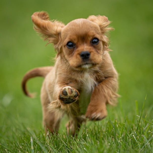 Images Pine Acres Puppies