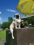 Bilder Alpepfötli GmbH
