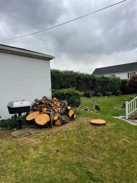 Knock On Wood Tree Service LLC Image