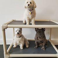 SIT Social: A Dog Lounge Photo