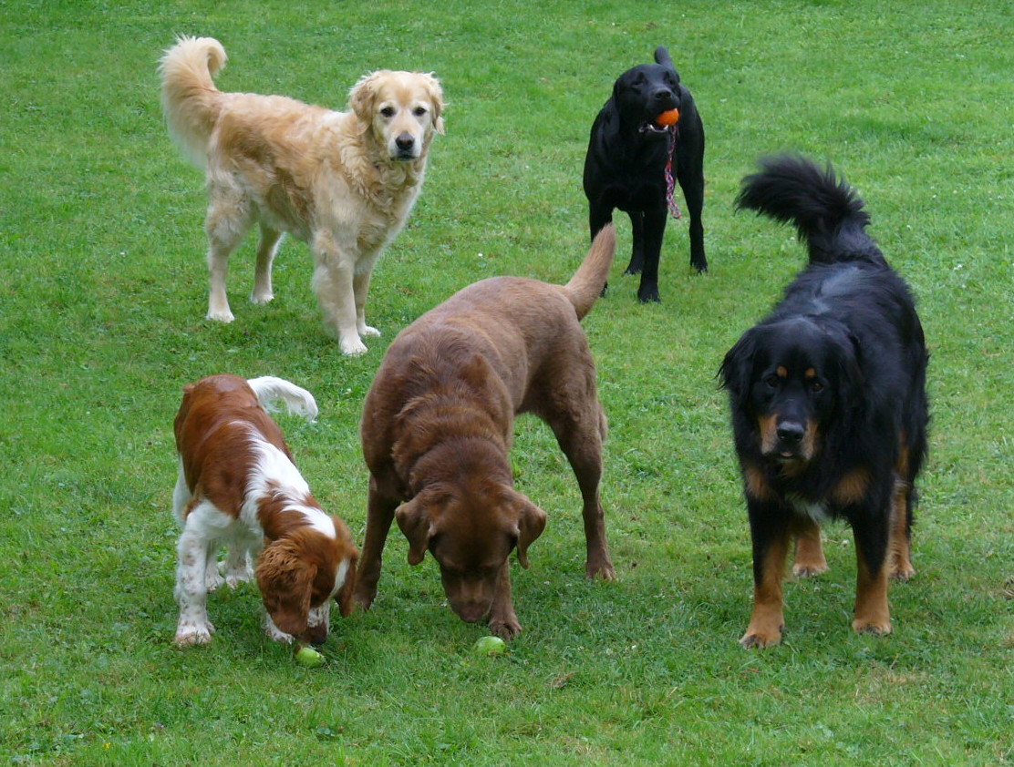 Bild 5 von fairdog-Club