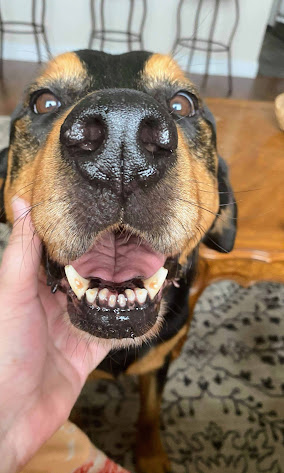 Happy at Home Pet Sitting Image