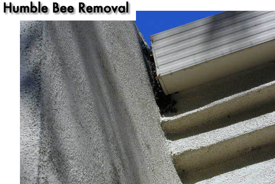 Images Humble Bee Removal