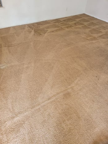 Images BCS Carpet Cleaning