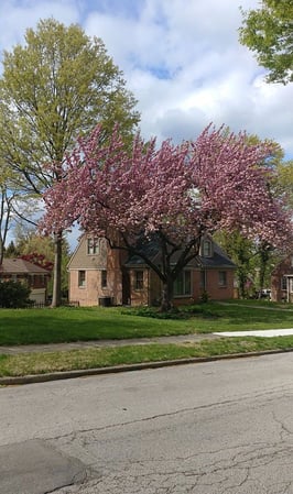 Images Jorge's Tree Service, LLC