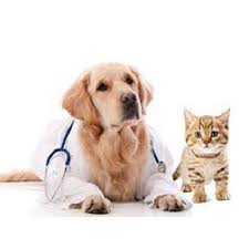 Images Caruso Dr. Antonino - Medico Veterinario