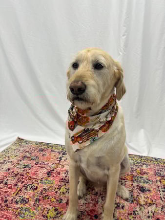 Images Feeders Pet Supply Pet Wash & Grooming