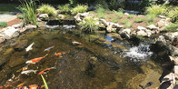 Enjoy the calming nature of a koi pond in your own yard.