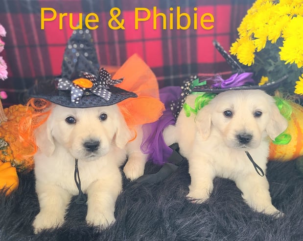 Images Elite White Goldens