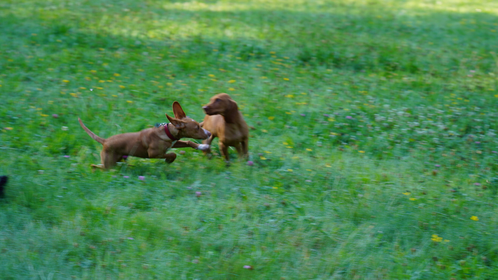 Bild 6 Hundeschule Animalpoint in Bad Honnef