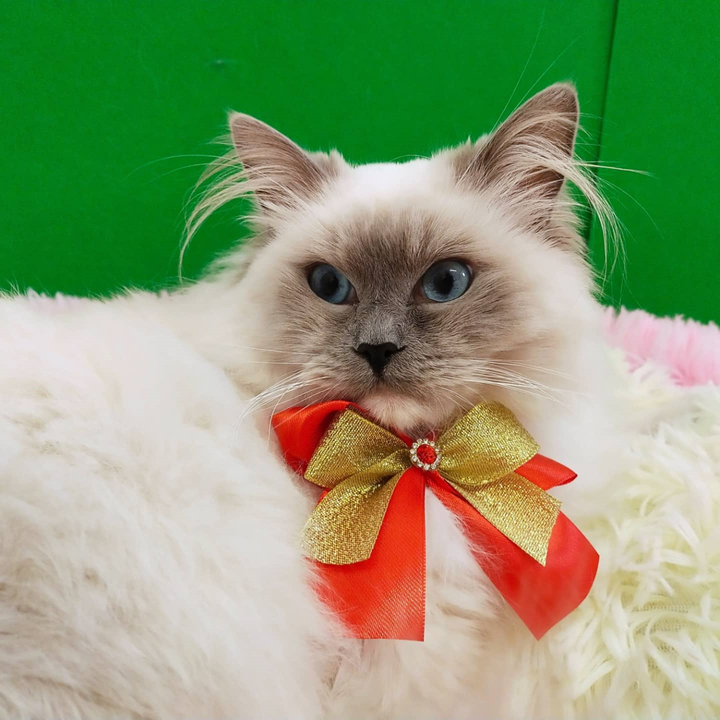 Images Braccobagno Bau Toelettatura