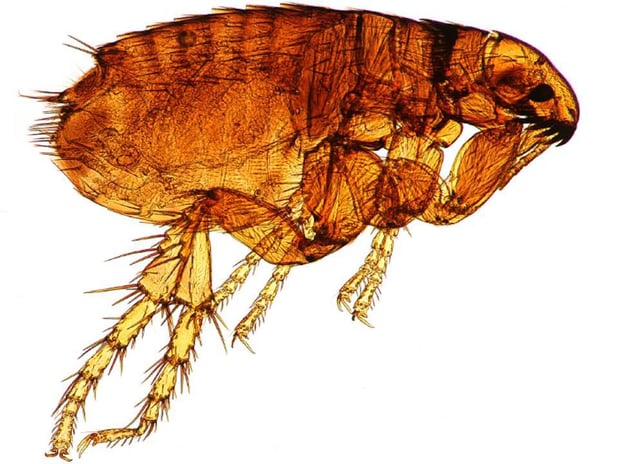 Images Encino Pest Control